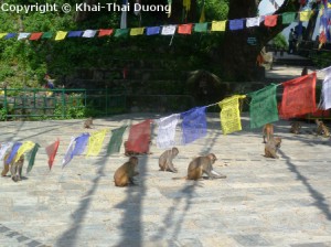 Swoyambhu wird auch liebevoll "Monkey Temple" genannt.