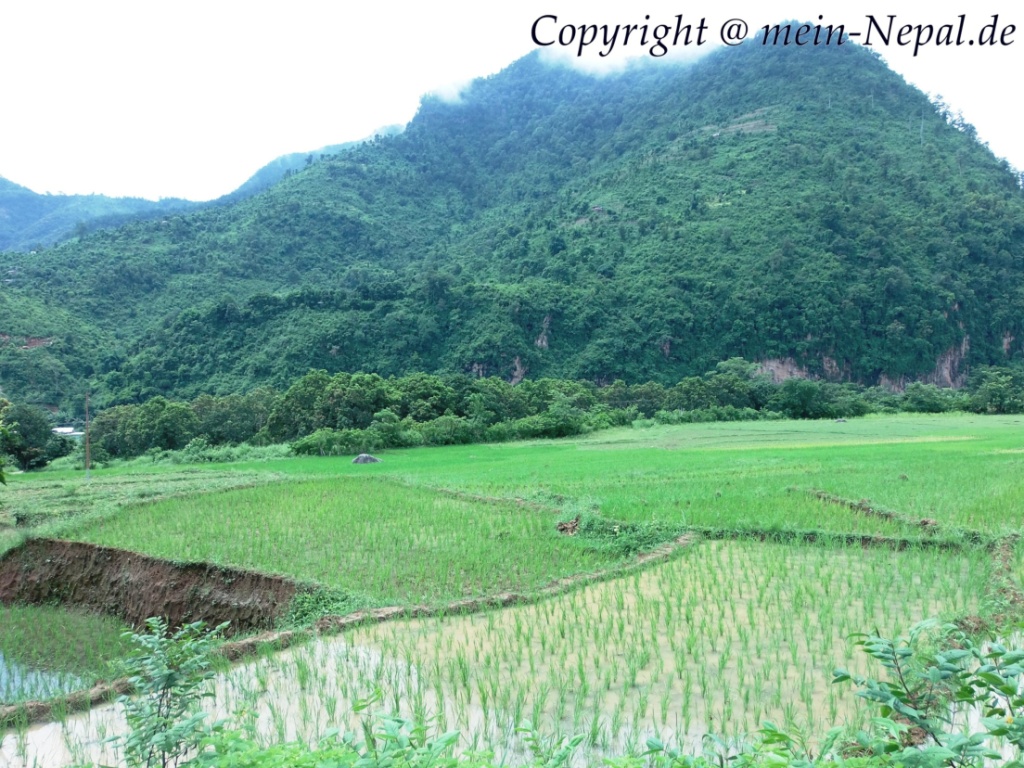 Reisterrassen im grünen Midland von Nepal.
