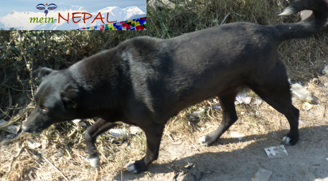 Reiseberichte - Erfahrungen Straßenhunde Nepal